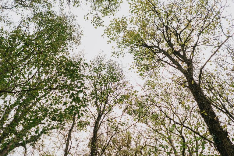 seagrave-barns-dunany-forest-wedding0062